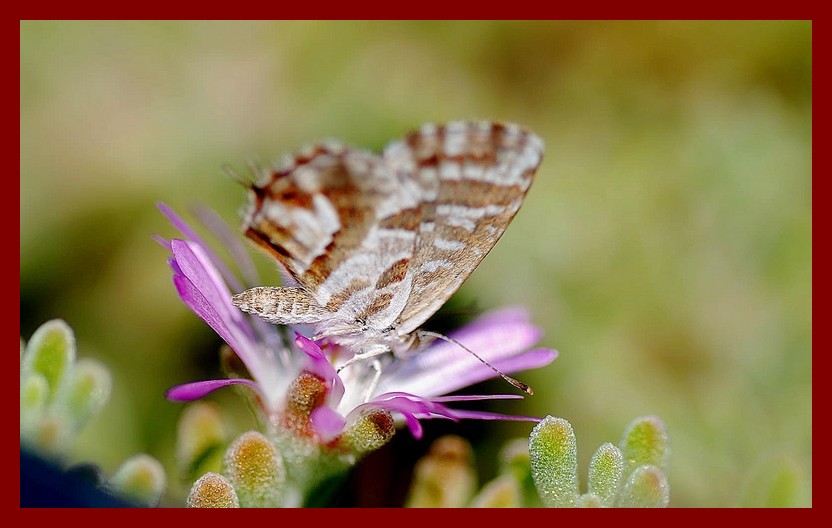 determinazione - Cacyreus marshalli